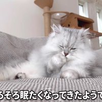 前足をなめるモルンさん