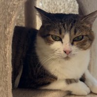 キャットタワーにいる成猫