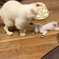 仰向けになっている子猫を見つめる成猫