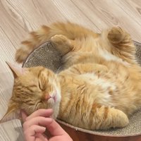 飼い主に額を指で撫でられて眠る猫