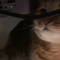 こたつの中の猫