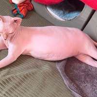 床に横たわる猫