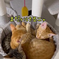 すし詰め状態になってハンモックに収まる3頭の猫