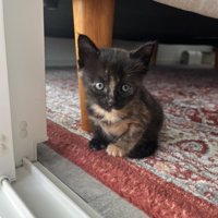 座っている子猫