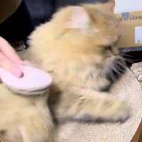 体をひねって逃げようとする猫