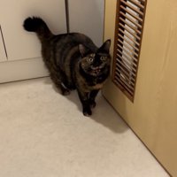 脱衣所でママを見て鳴くサビ猫