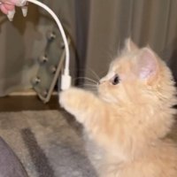 スマホのコードを両前足で叩く子猫