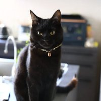 お座りする猫