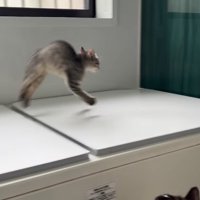 背中を丸めながらバスタブの蓋の上を走る子猫