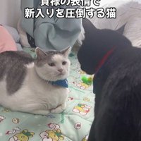 向かい合っている2匹の猫
