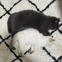 寝ている2匹の猫