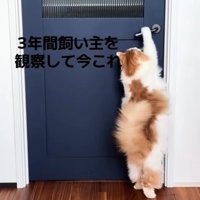 ドアの前で立ち上がる猫