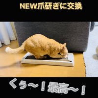 新しい爪研ぎで爪を研ぐ茶トラ猫