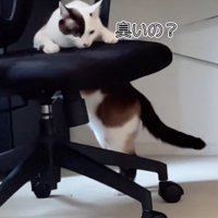 椅子の匂いを嗅ぐ猫