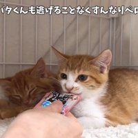 やきそばくんとじゃがバタくん