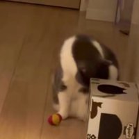 毛づくろいする猫