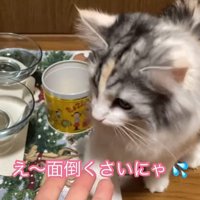 顔の前に人の手を出された猫
