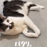 横向きに倒れた猫