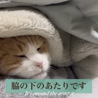 布団をかぶって寝ているミケ