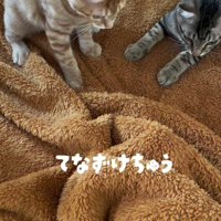 毛布を見つめる子猫たち