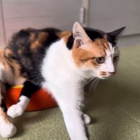 車椅子を使う猫