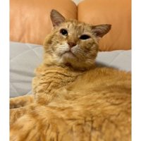 室内にいる猫