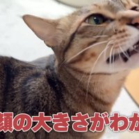 人の指に顔を近づける猫