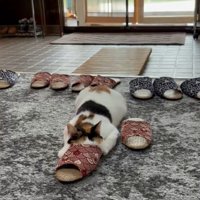 スリッパに頭を突っ込み両手を前に出す猫