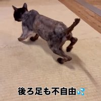 丸刈りの猫の歩く様子