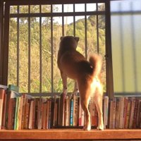 ももちゃんの後ろ姿