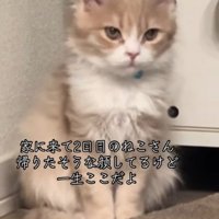 不満そうな表情の猫