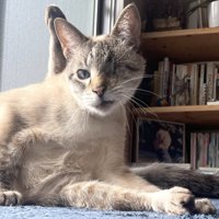 足を体の後ろで伸ばしてあげ、正面を向く猫