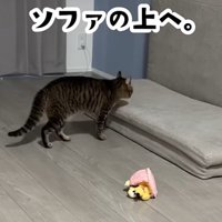 ソファの上に乗る猫
