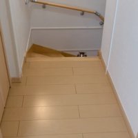階段下から覗く子猫