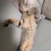 ヘソ天でリラックスする猫