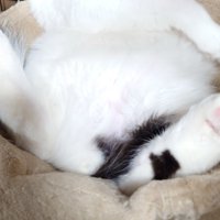 ハンモックに乗った猫のお腹と放り出した足