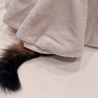 こたつから出る猫のしっぽ（アップ）