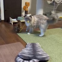 おもちゃを咥えて歩き出す猫と子猫