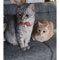 室内にいる猫たち