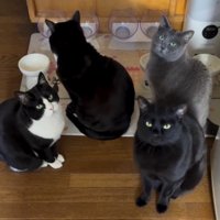 ごはんの時間になって皿の前に集まる猫たち