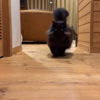 近づいてくる猫