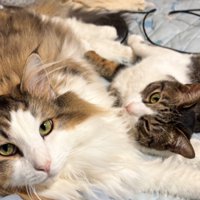 2匹の猫