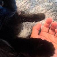 猫に前足を乗せられている飼い主の手