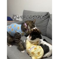 ケンカしている猫たち