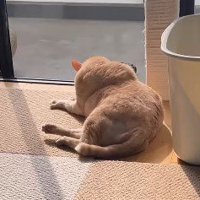 窓辺にいる猫の後ろ姿