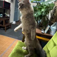 立ち上がる猫