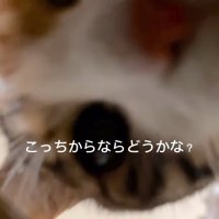 横から顔を出す猫