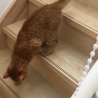 階段上から様子を伺うもちくん