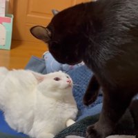 ケンカをしている2匹の猫