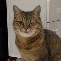 片目を細める猫